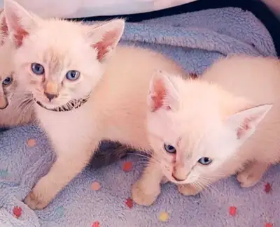 ♥️Mignons Chatons Siamois♥️Beautiful Siamese Kittens♥️, View more