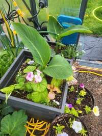 MAY 11th Community yard sale and plant sale