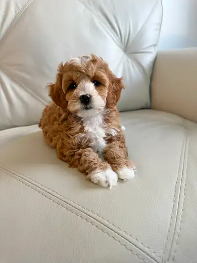 Miniature Cockapoo Puppies, View more