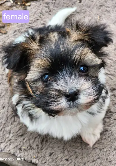 CKC registered Havanese puppies, View more