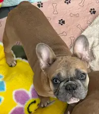 French bulldogs ckc 6 months of age  