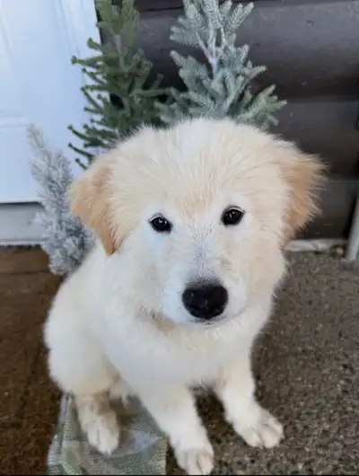 Quality Dogs - Excellent Breeding or Family Home Potential, View more