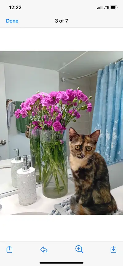 Two Gorgeous Tortoisehell kittens in Loving, responsible hands, View more