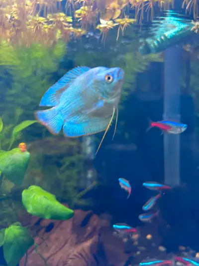 Gourami nain male, View more