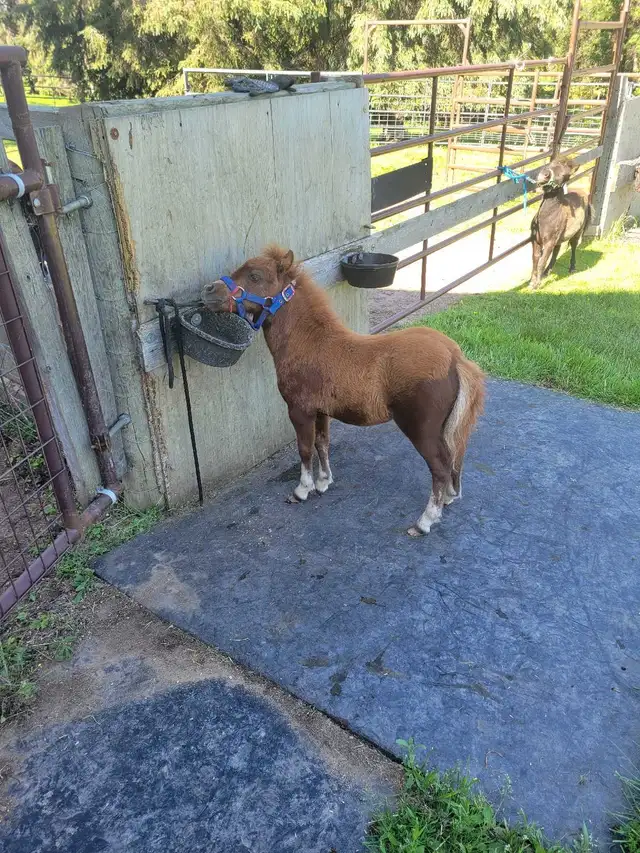 miniature horses in Horses & Ponies for Rehoming in Edmonton - Image 4