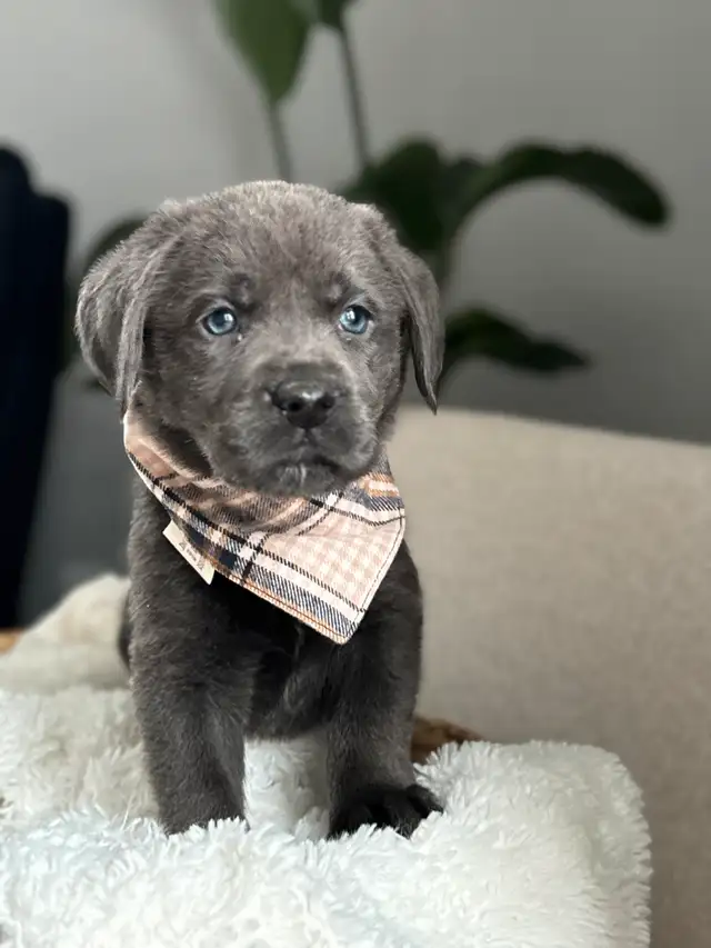 Charcoal & Champagne Purebred Lab Puppies! in Dogs & Puppies for Rehoming in Hamilton - Image 6