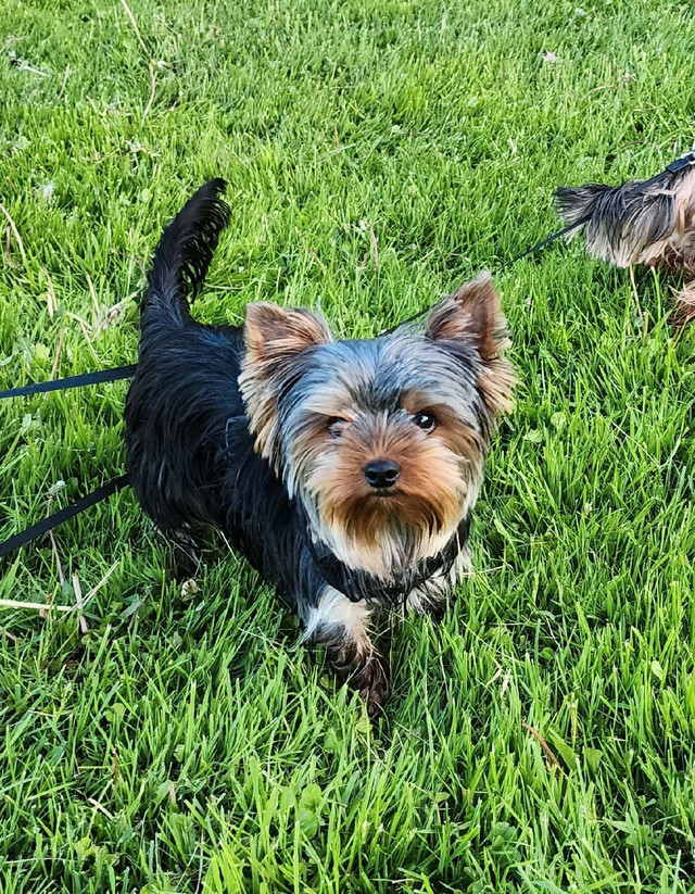 Purebred Yorkshire Terrier, Yorkie Baby Face dans Chiens et chiots à adopter  à Ville de Montréal