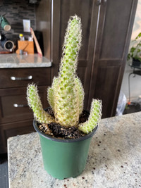 Large cactus