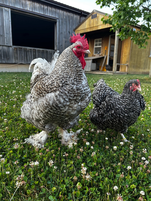 Hatching Eggs - Rare Dual Purpose Breed in Livestock in Stratford - Image 2