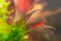 Red Cherry Shrimp - Algae Eating Shrimp..
