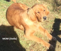 Looking for a Healthy Golden Retriever