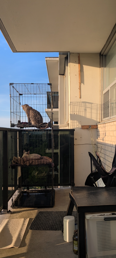 Balcony Catio Needed, View more