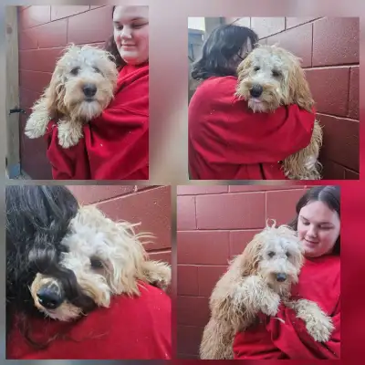 F1b goldendoodles, View more