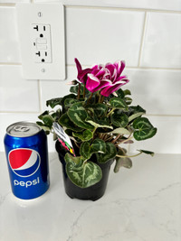 Healthy indoor plant - Cyclamen with flowers 