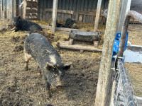 Homesteader pigs available (Hertigate breed)