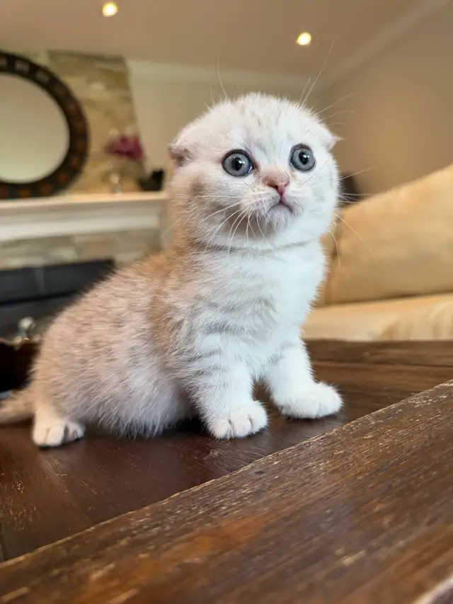 ❤️❤️Cute Purebred British/Scottish shorthair kittens in Cats & Kittens for Rehoming in City of Toronto - Image 9