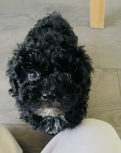❤️❤️Black Toy Poodle puppys❤️❤️, View more