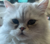 Persian Cat Male, Young Energetic Playful Loving needs  rehoming