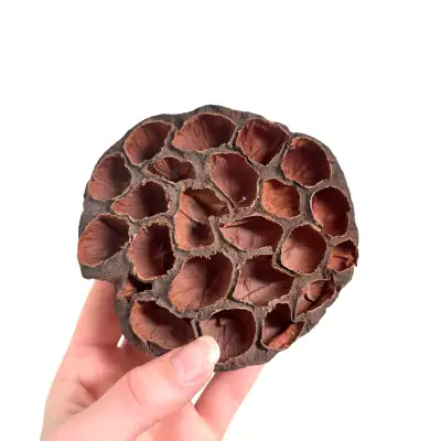 Large Lotus Pod, View more