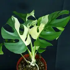 tetrasperma variegated 62864746243841123