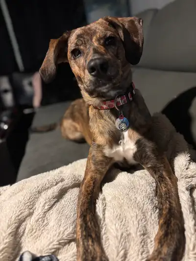 Rehoming Plotthound Mix Puppy, View more