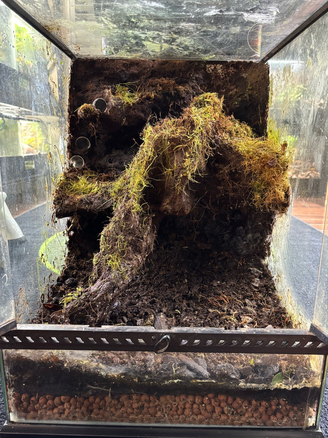 Exo Terra Dart Frog Enclosure in Reptiles & Amphibians for Rehoming in Kawartha Lakes