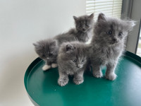 Russian blue and  Scottish breed 2 months old males and females