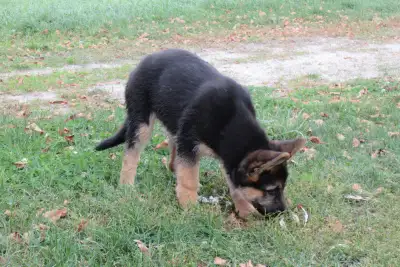 LOST GERMAN SHEPHERD PUPPY 4 MONTH OLD FEMALE BLACK WITH TAN MARKINGS
