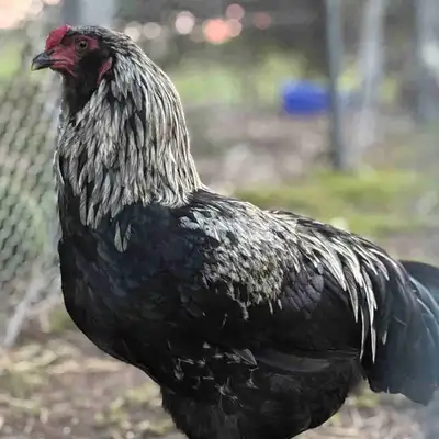 Young Rooster, View more