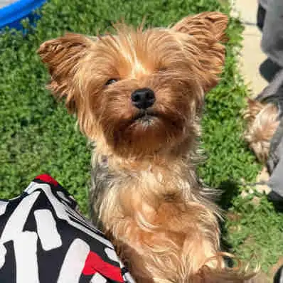 Adult  Yorkshire terrier  for sale, View more