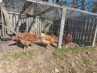 Laying Hens - (price for 2 chickens)