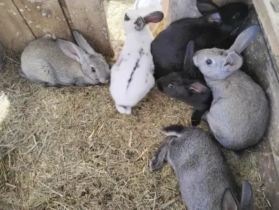 Baby rabbits for sale, View more