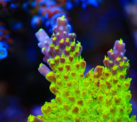 sps acroporas for reef tank