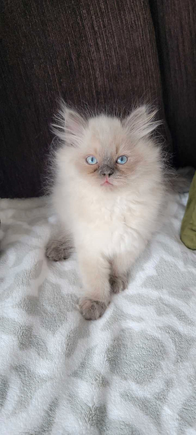♡♡♡  Purebred ragdoll kitten available  ♡♡♡ in Cats & Kittens for Rehoming in Delta/Surrey/Langley - Image 3