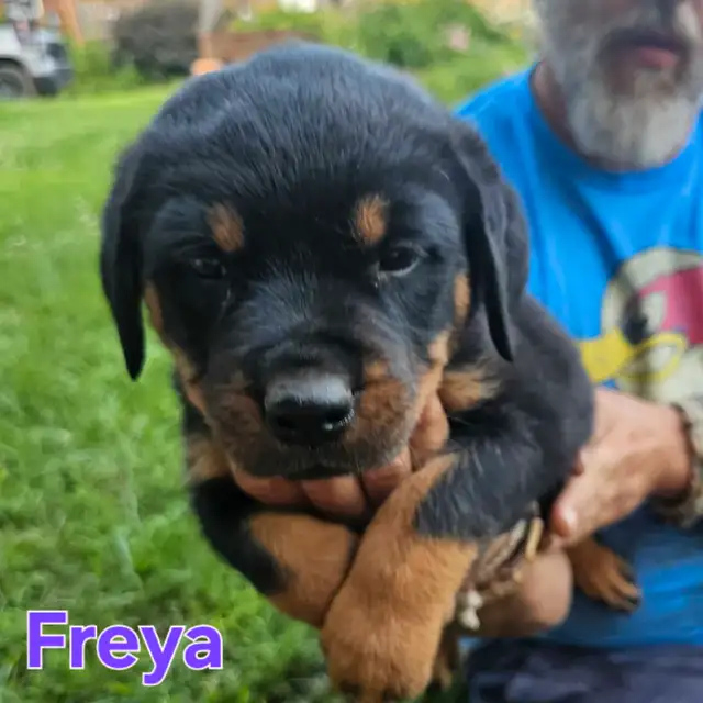chiots rottweiler puppies in Dogs & Puppies for Rehoming in Gatineau - Image 3