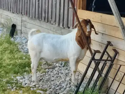 Registered Purebred Boer goat buck for sale, View more