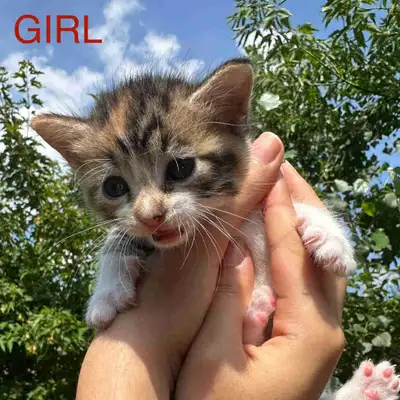 Adorable Kittens, View more
