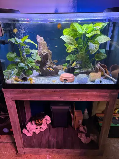 55 gallon aquarium fish tank and stand with lid, View more