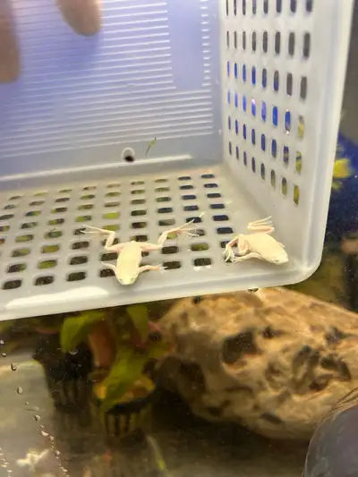 platinum dwarf frog, View more