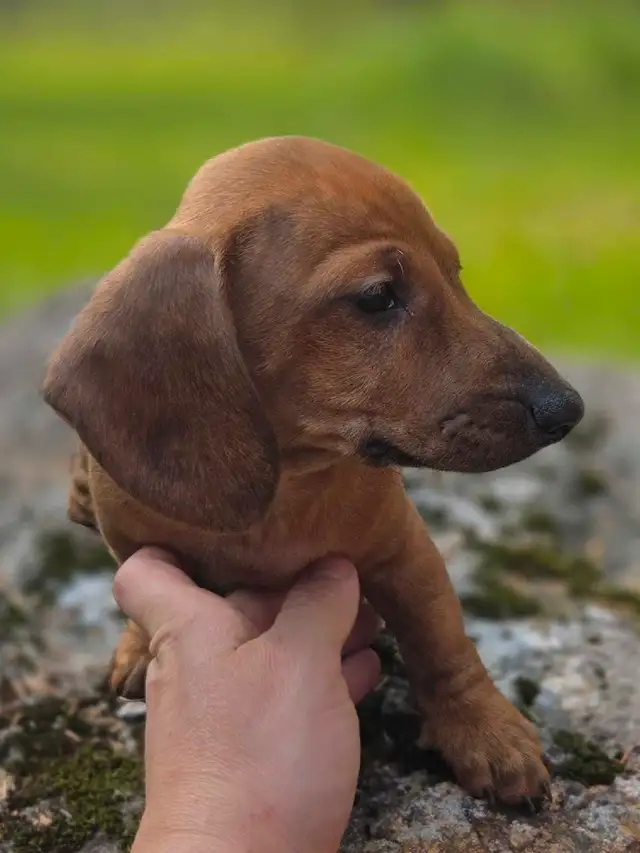 chiot teckel standard male poil court in Dogs & Puppies for Rehoming in Laurentides - Image 5