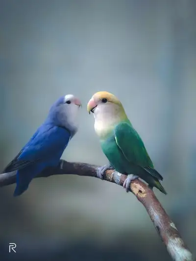 Looking for baby love birds