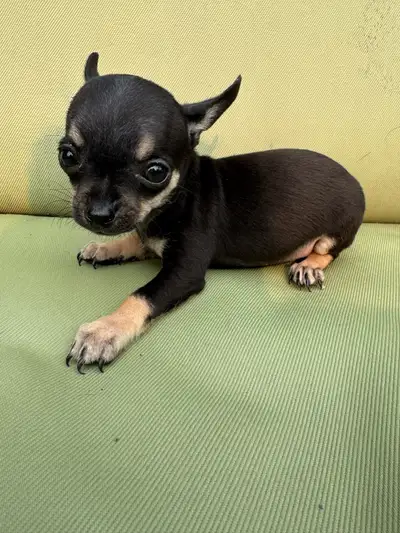 teacup chihuhuhua, View more