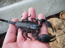 Looking for a scorpion  in Other Pets for Rehoming in Moncton