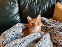 Cat in need of Rehoming