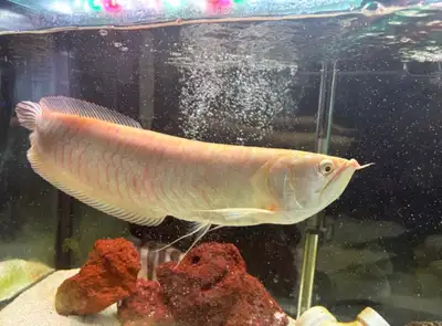 selling my albino white arowana fish , View more