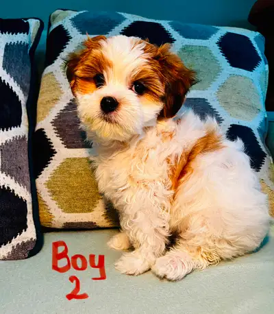 Adorable Shih-Poo puppies-Ready by Mother’s Day-Family Raised, View more