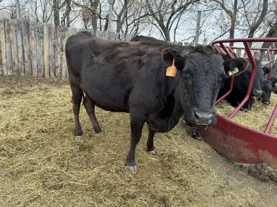 Fullblood (unregistered) Wagyu cow bred to fullblood bull in second picture. Due this summer. She an...