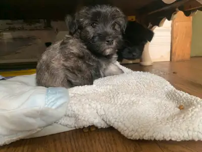 ScottiePoo Puppy’s 2 GIRLS LEFT!!!!, View more