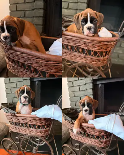 purebred European boxer puppies, View more