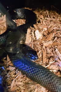 Black Pine Snake Male 